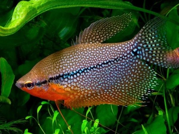 Pearl gourami care sale