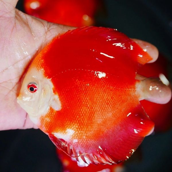 Red Melon Discus Fish [ Malaysian Breed ]