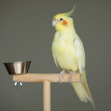 Cockatiel bird 2025 online shopping