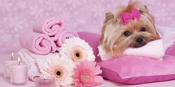 Dog Grooming, Cat Grooming, Pet Grooming