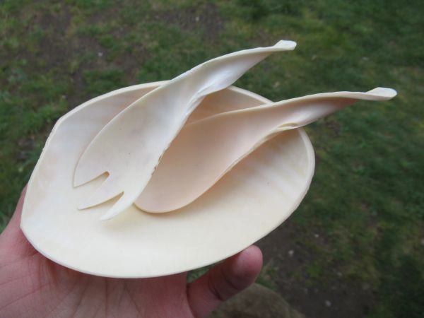 Shell dish set