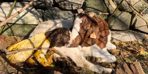 Boer doe with newborn kid