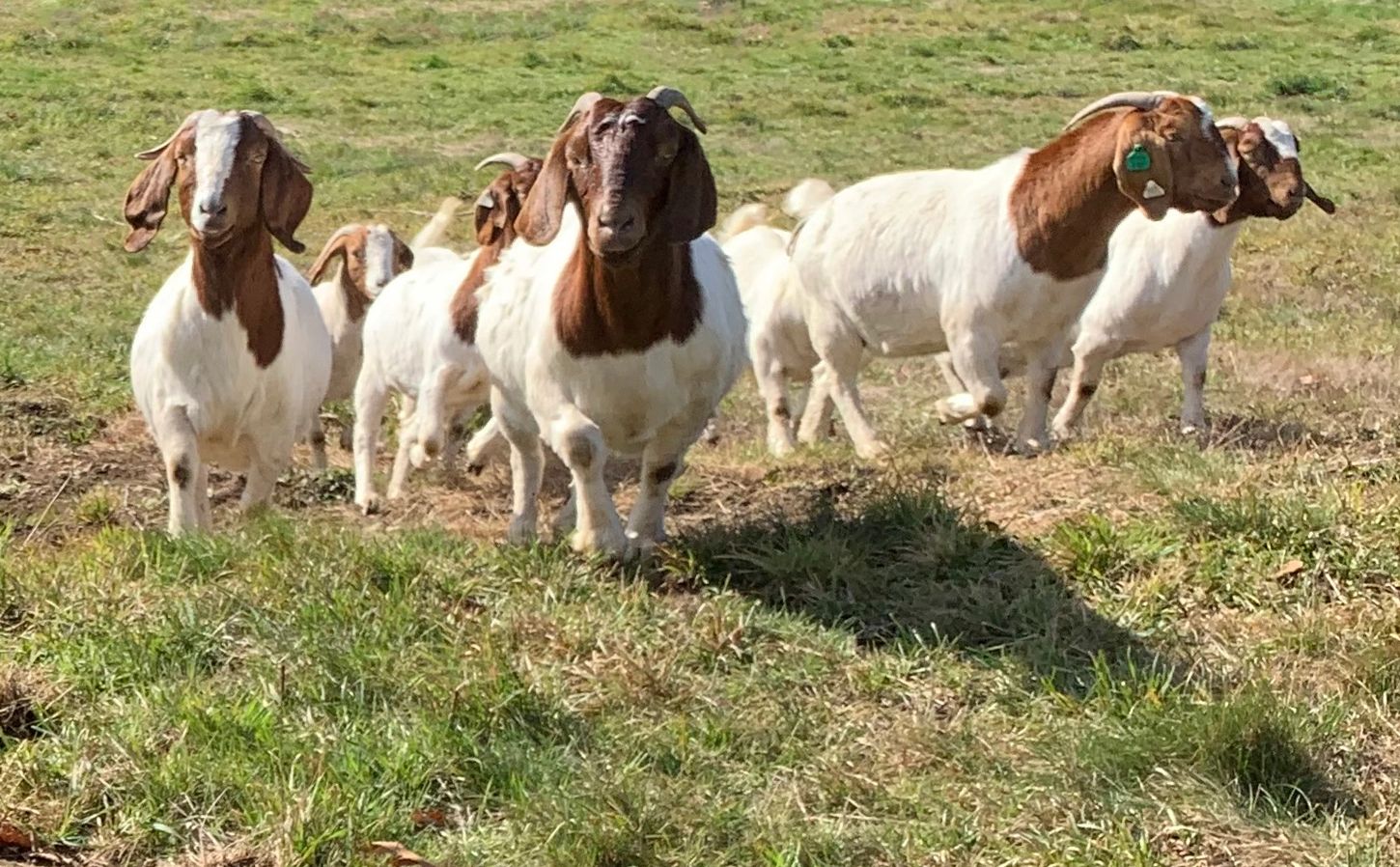 boer goats doe