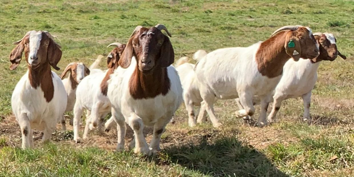 Boer goat does