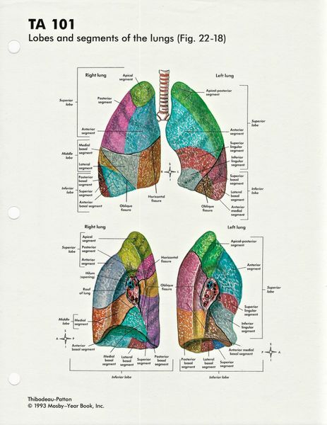1993 Set C Diagrams on Acetate from Anatomy and Physiology | Uncanny Artist