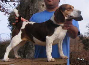 redtick beagle kennels