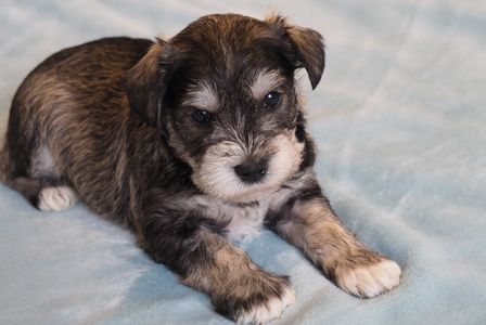 Colors & Sizes | Lovey's Miniature Schnauzers