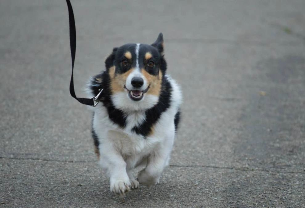 A happy tricolor corgi running on a leash on a pavement.