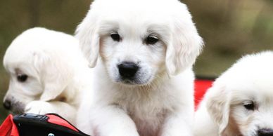 Here are some more of our english cream golden retriever puppies. These pups are from Indy and our stud dog, Tristan. 