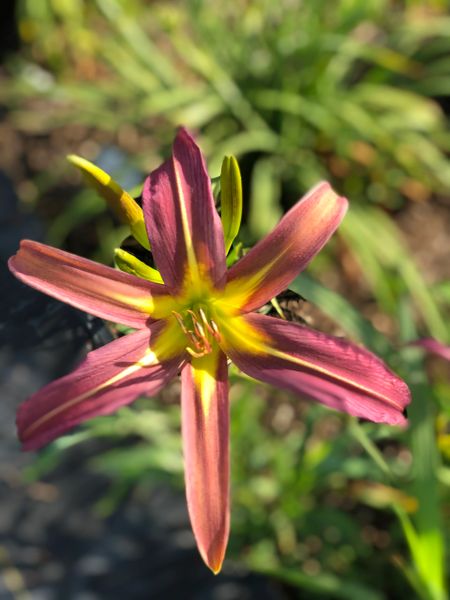 Daylily - Dark Star