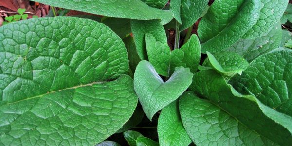 plantain herbal ingredients for salves