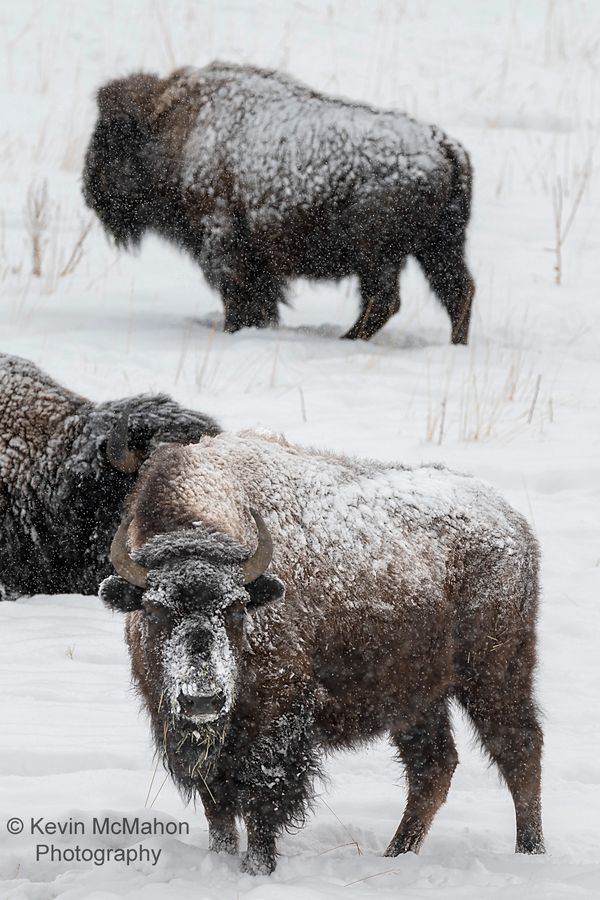 Colorado, Oak Creek, American Bison, buffalo, lucky 8 ranch