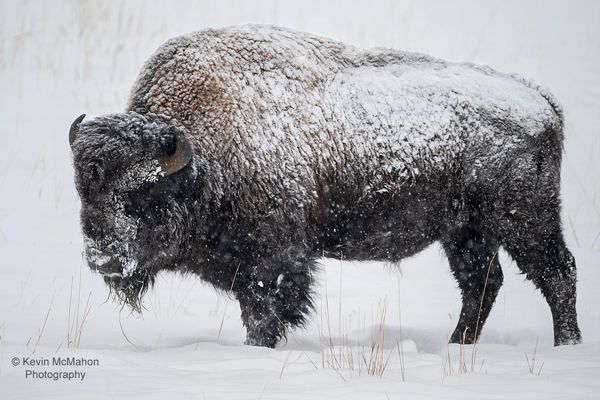 Colorado, Oak Creek, American Bison, buffalo, lucky 8 ranch