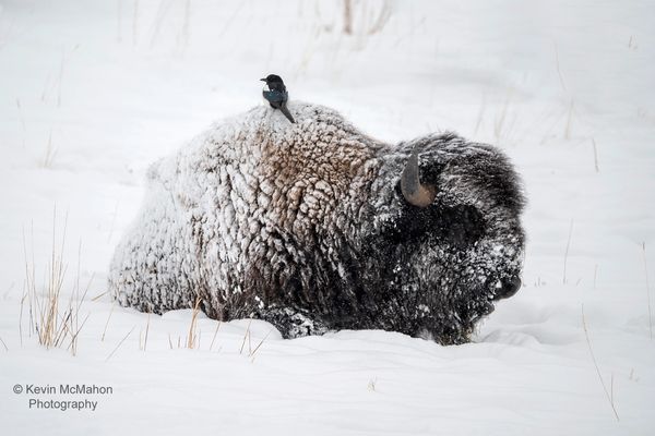 Colorado, Oak Creek, American Bison, buffalo, lucky 8 ranch