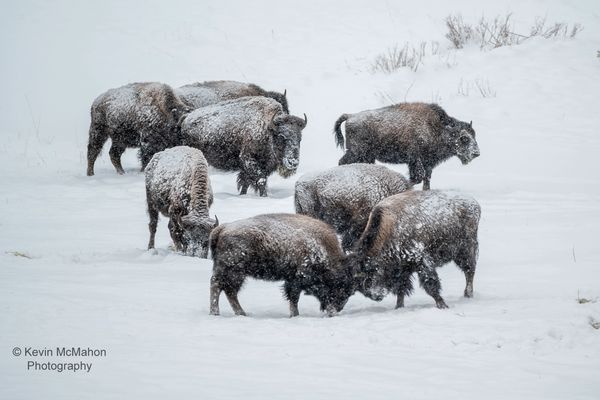 Colorado, Oak Creek, American Bison, buffalo, lucky 8 ranch