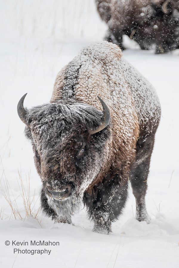 Colorado, Oak Creek, American Bison, buffalo, lucky 8 ranch