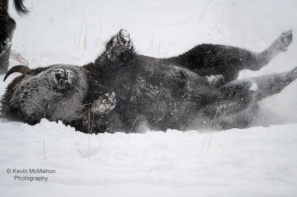 Colorado, Oak Creek, American Bison, buffalo, lucky 8 ranch, rolling in snow