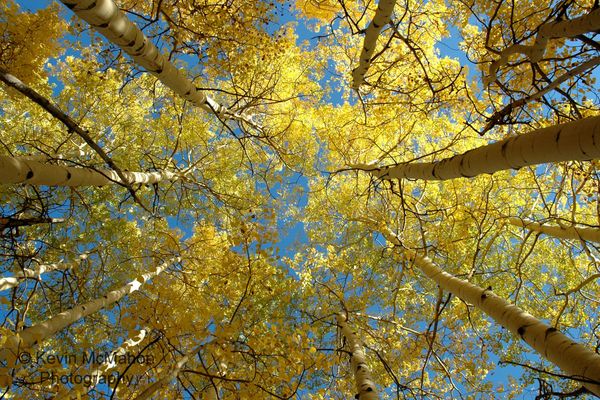 Colorado, Flat Tops, Aspens, fall colors