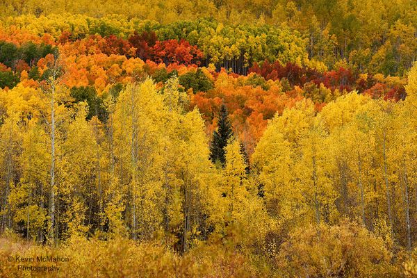 Colorado, Flat Tops, Aspens, fall colors