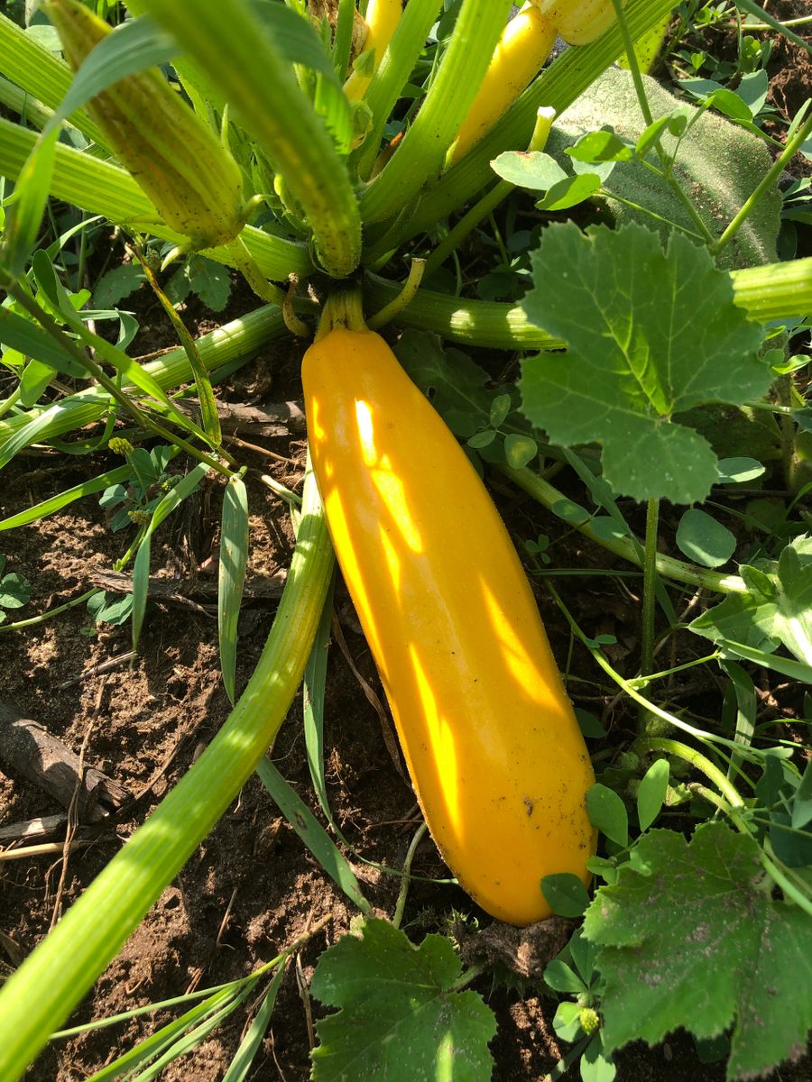 Prairie Hill Organics photo 3