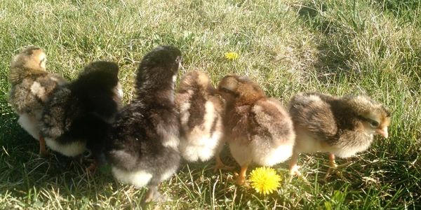 mix of Legbar and Marans chicks