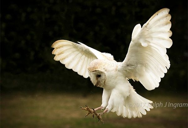 Barn Owl Barn Owls Male Barn Owl Bird Of Prey Birds Of Prey