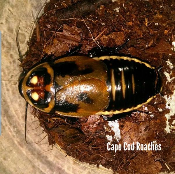 X. SOLD OUT X. Warty Glowspot Roaches