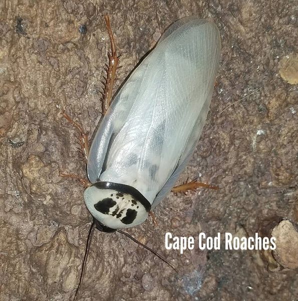 Ivory Head Roaches
