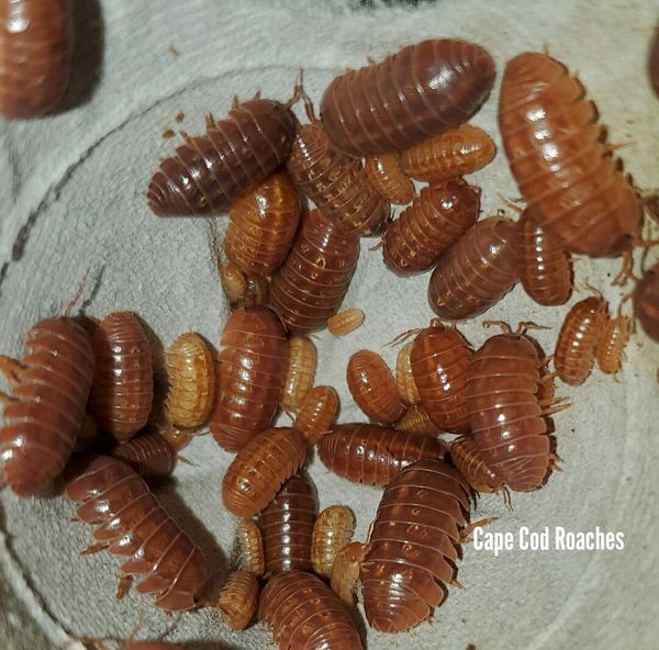 Armadillidium vulgare 'Orange Vigor'