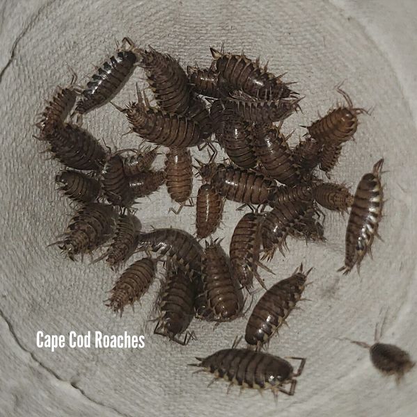 Checkered Isopods