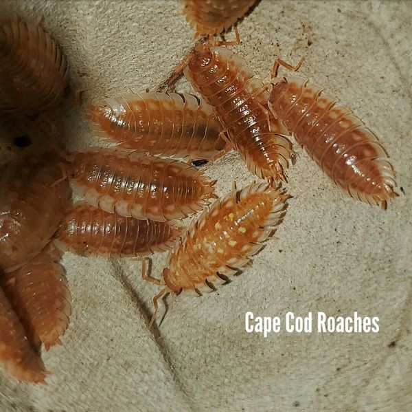 X. SOLD OUT X. Oniscus asellus 'BC Maple' Isopods