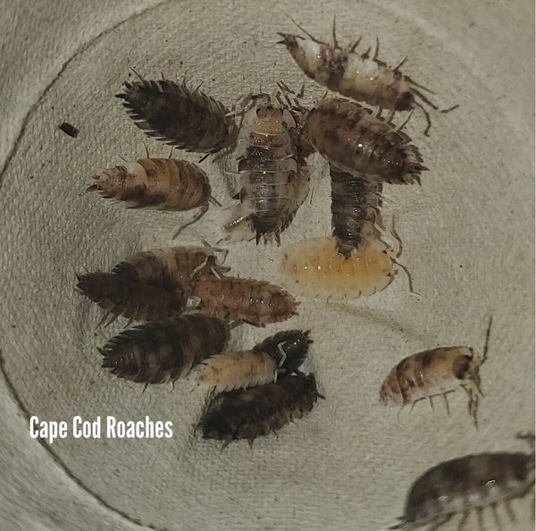 Porcellio scaber 'Koi'