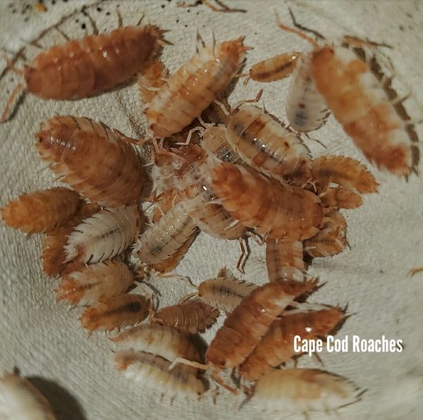 X. SOLD OUT X. Porcellio scaber 'Orange Koi'