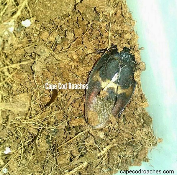 X. SOLD OUT X. Burmese Beetle Mimic Roaches