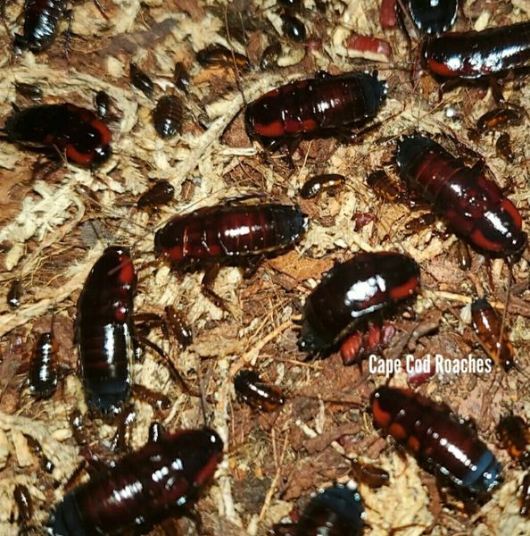 African Bullet Roaches | Roaches for sale | Cape Cod Roaches- dubia ...