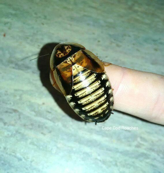 X. SOLD OUT X. Dubia Roaches - Colony