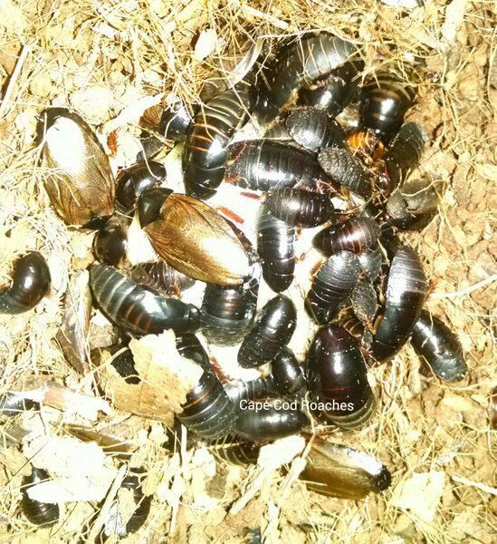 Surinam Roaches