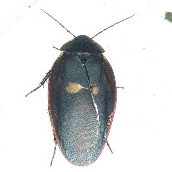 Black Beetle Mimic Roaches