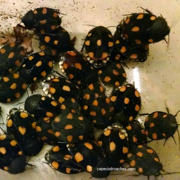 X. SOLD OUT X. Orange Domino Roaches