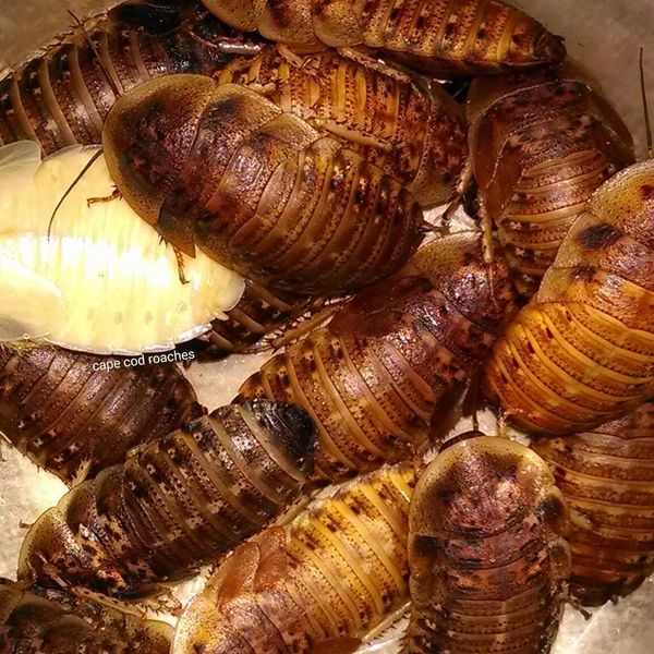 Dubia Roaches Large Nymphs 3 4 1 Roaches For Sale Cape