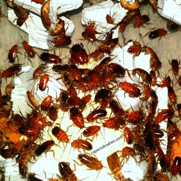 Red Runner Roaches