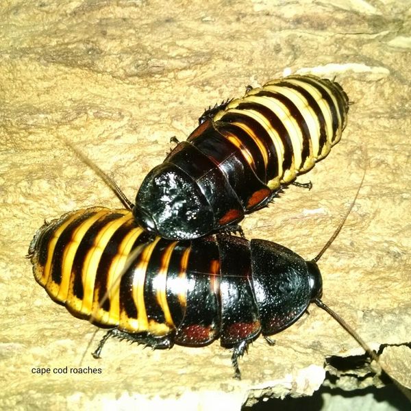 X. SOLD OUT X. Tiger Hisser