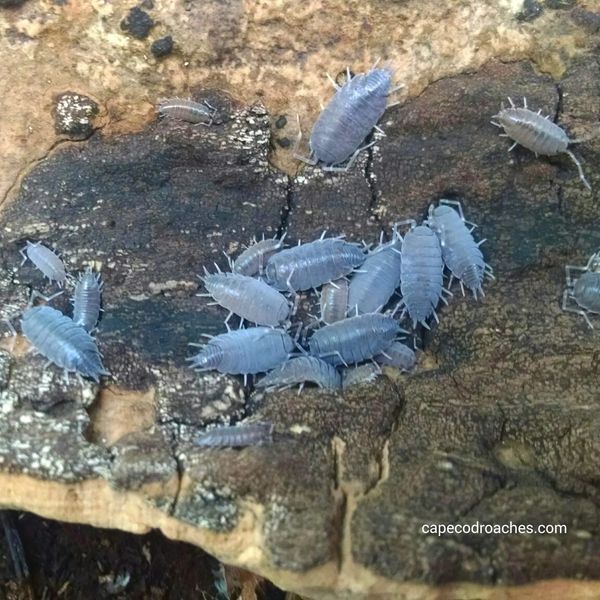 Porcellionides pruinosus 'Blue' - Powdery Blue Isopods