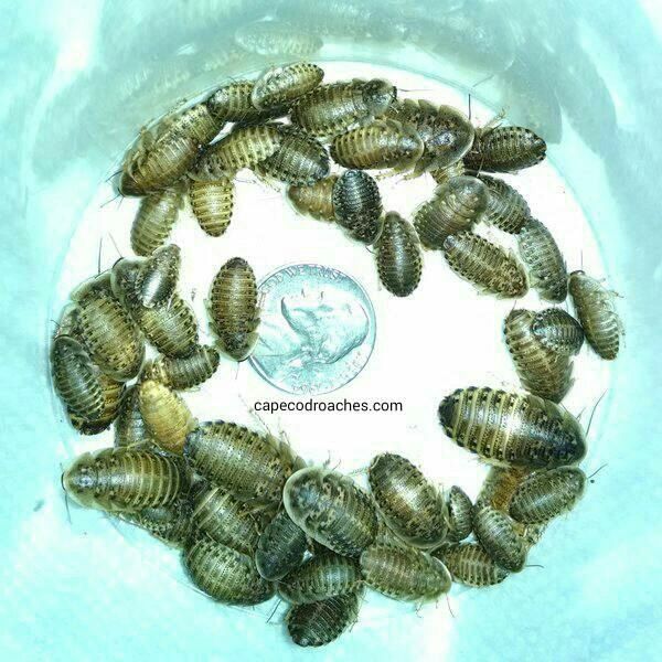 Dubia Roaches - Medium Nymphs 1/2" - 3/4"