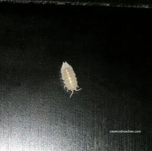 Dwarf White Isopods