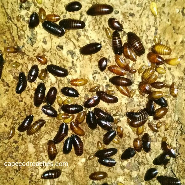 Little Kenyan Roaches