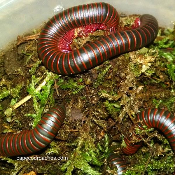 American Giant Millipede