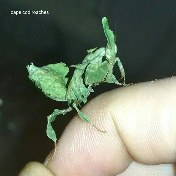 Ghost Mantis