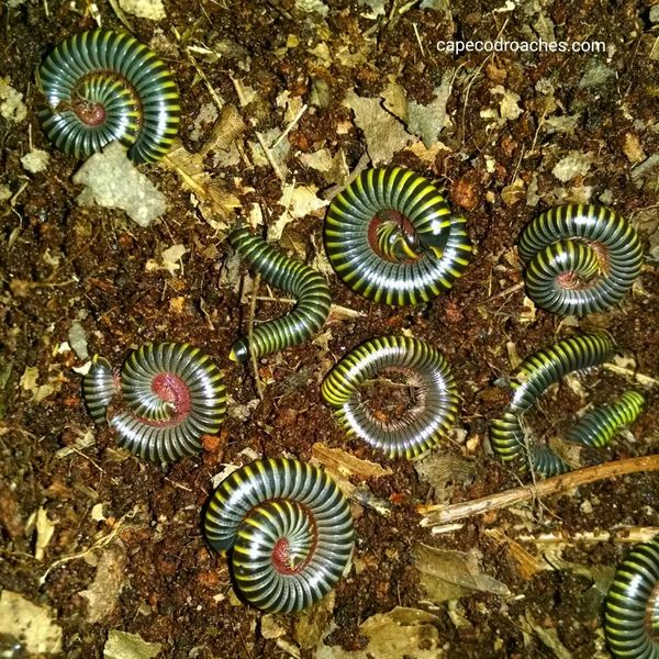 Bumblebee Millipede