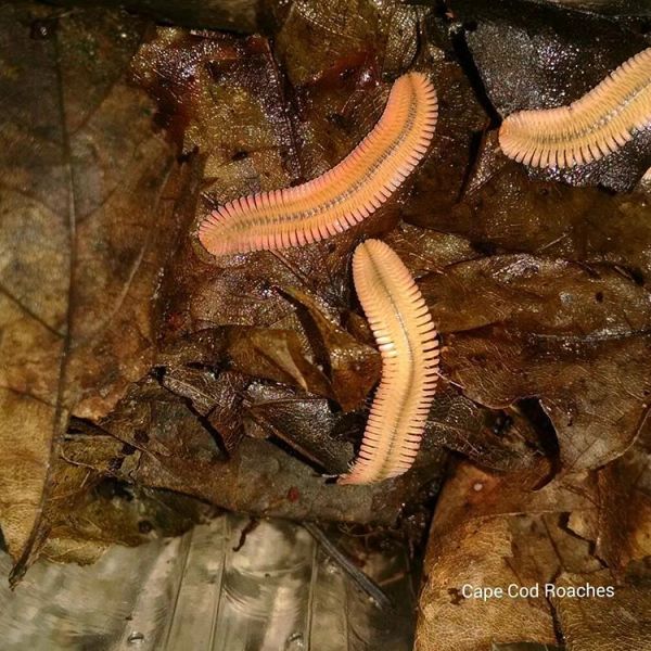 Feather Millipede